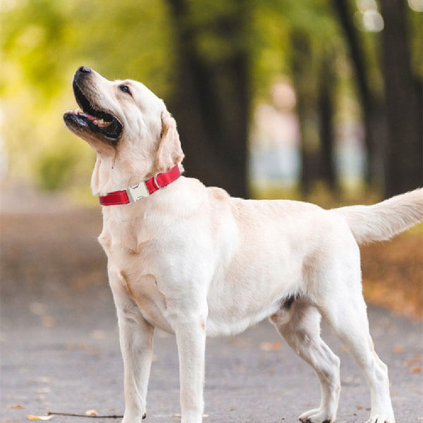 Reflective Silk Dog Collar