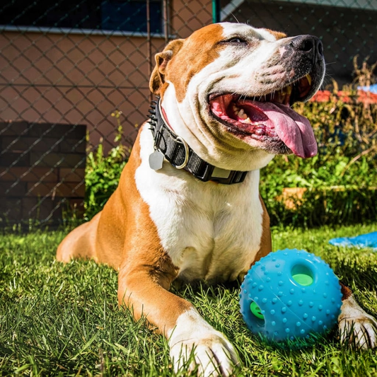 Squall Ball Dog Playmate Toy